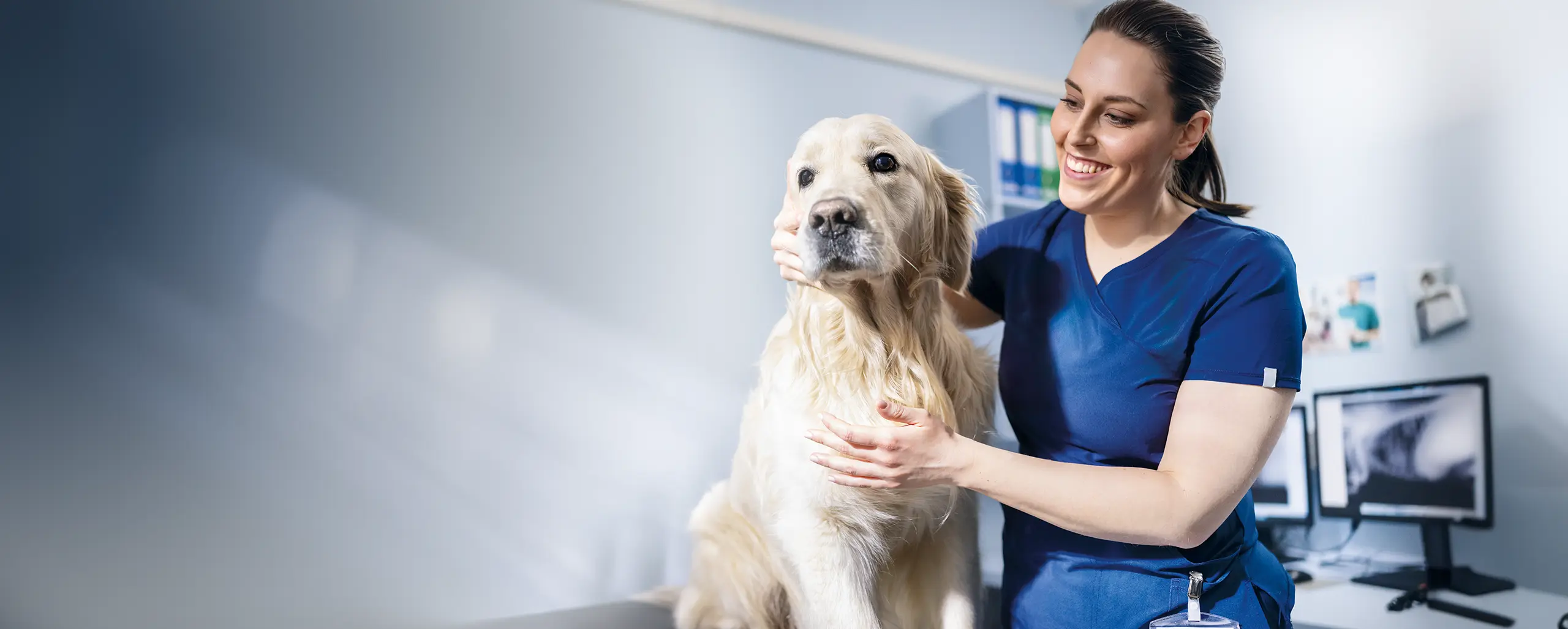 Veterinarian performing diagnostic examination on a dog in a veterinary clinic