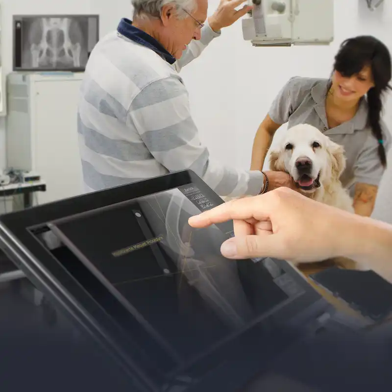 Checking an x-ray of a dog during an examination